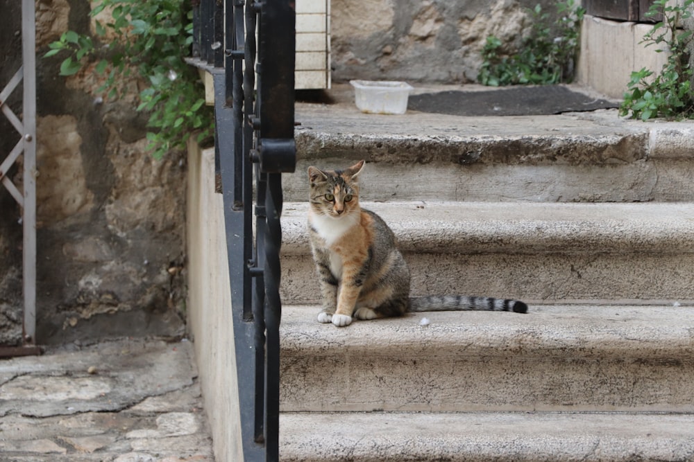 brown and white cat on gray concrete stairs