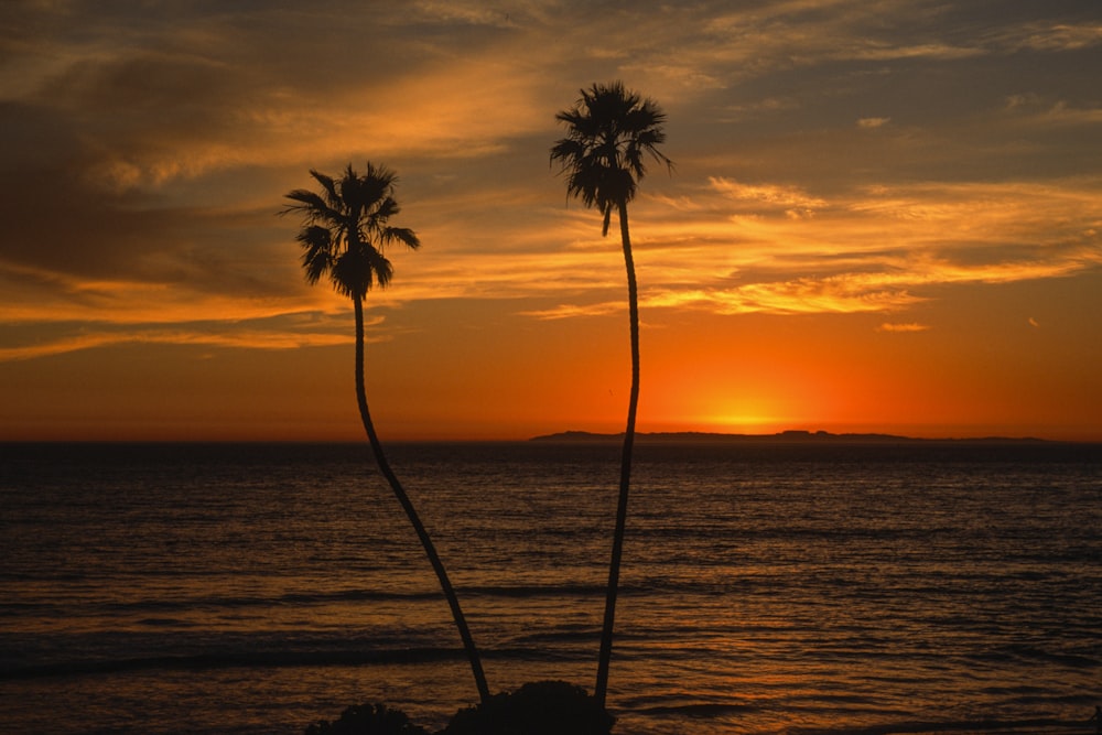 silhouette of palm trees during sunset