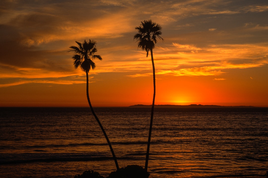 silhouette of palm trees during sunset