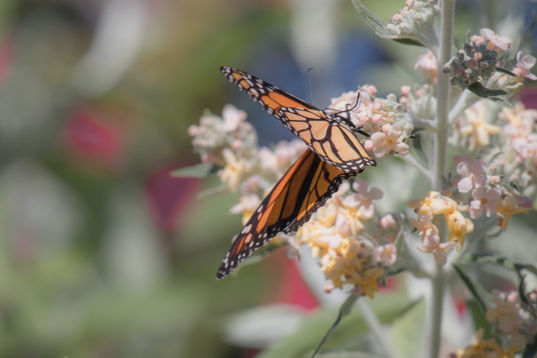 monarch butterfly perched on white and pink flower in close up photography during daytime