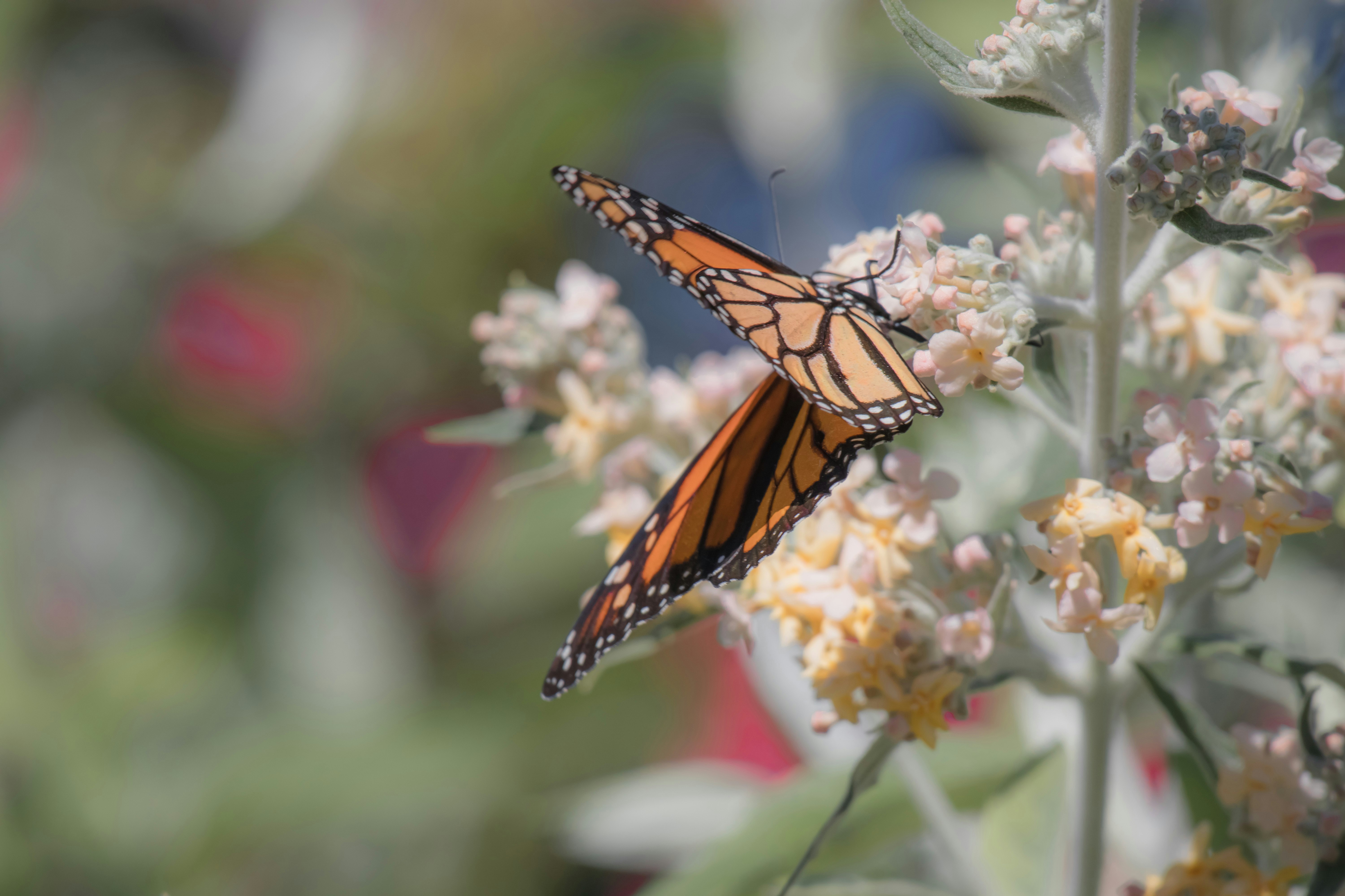 monarch butterfly perched on white and pink flower in close up photography during daytime