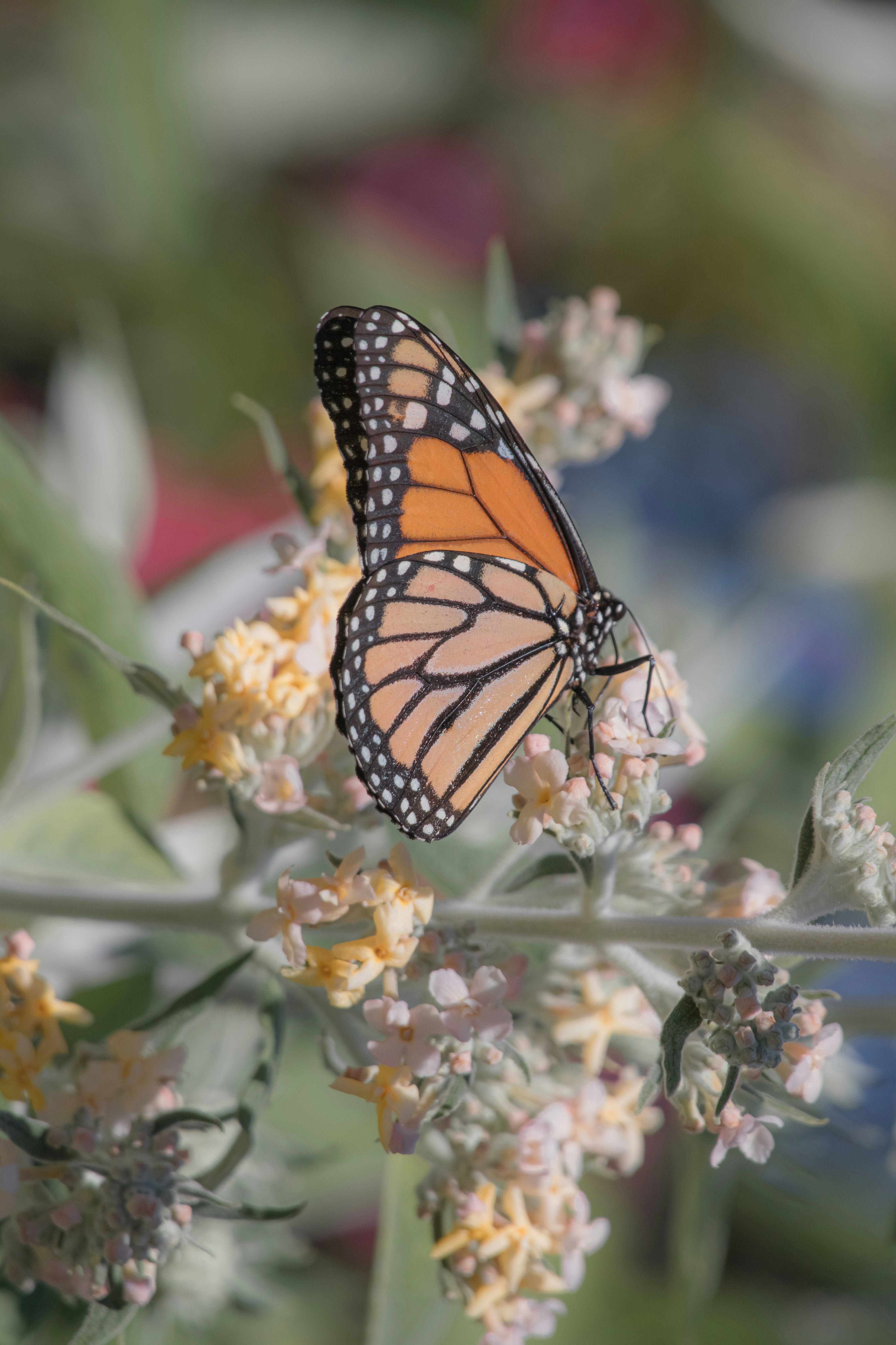 monarch butterfly perched on white flower during daytime