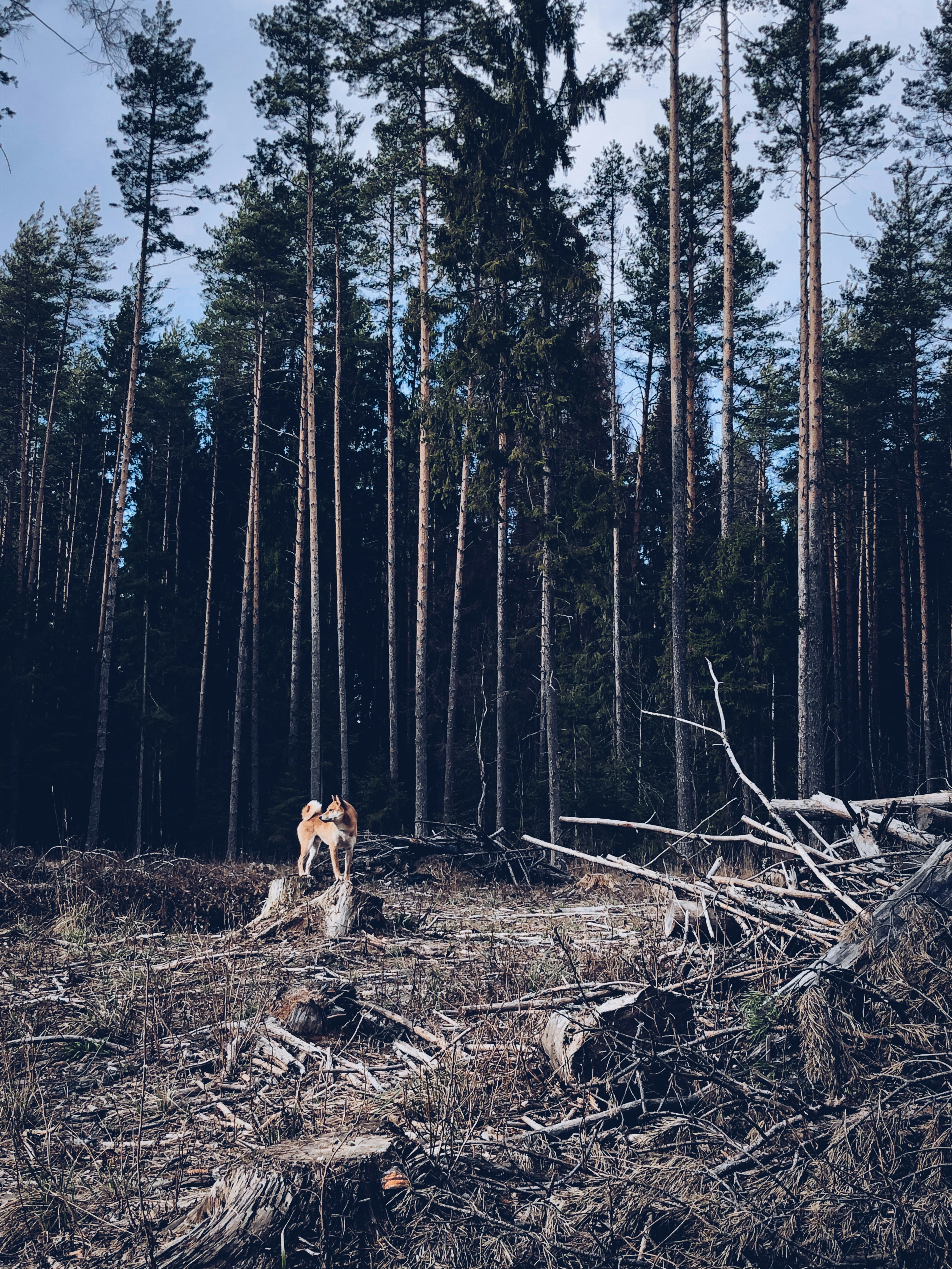 Photo by izhirnov