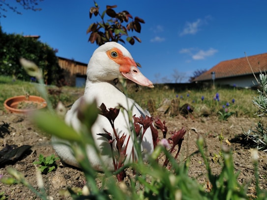 A duck is sitting on the ground amid flowers and greenery in a garden. In the background, there's a blue sky with a few clouds and a building with a reddish roof. The focus is primarily on the duck, with a close-up showing details of its feathers and the orange coloration on its head.