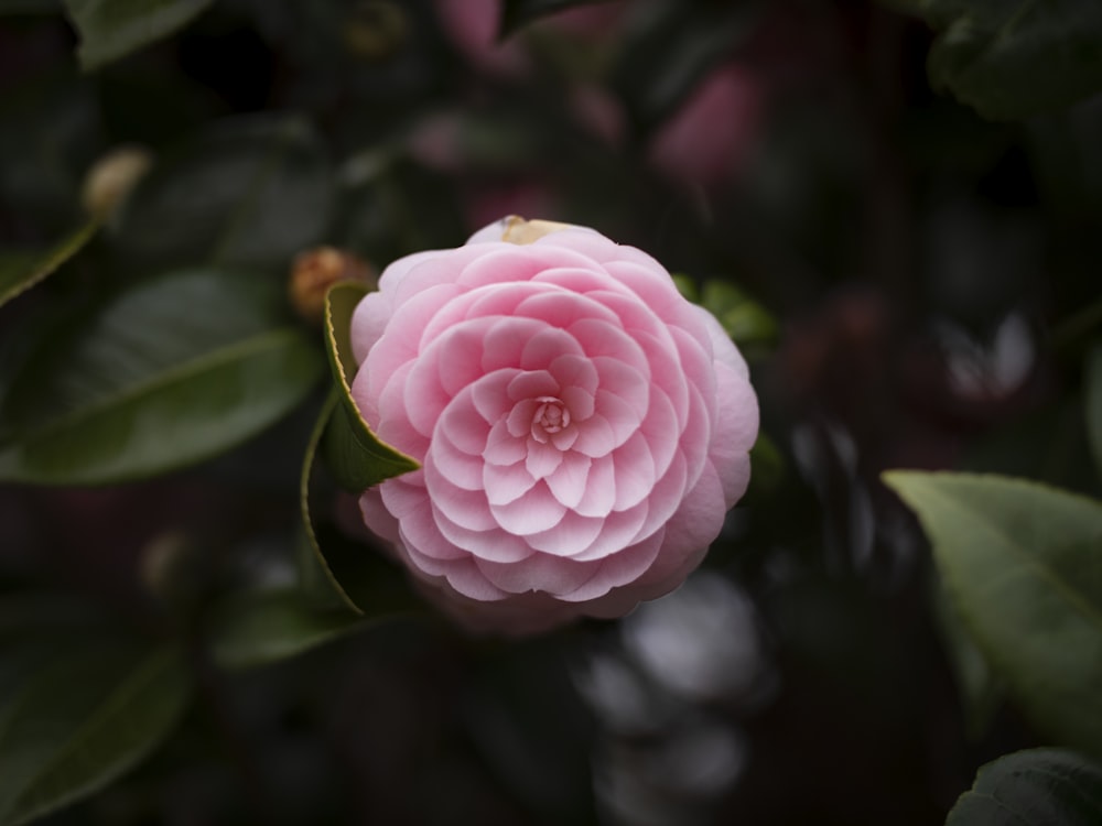 pink flower in tilt shift lens