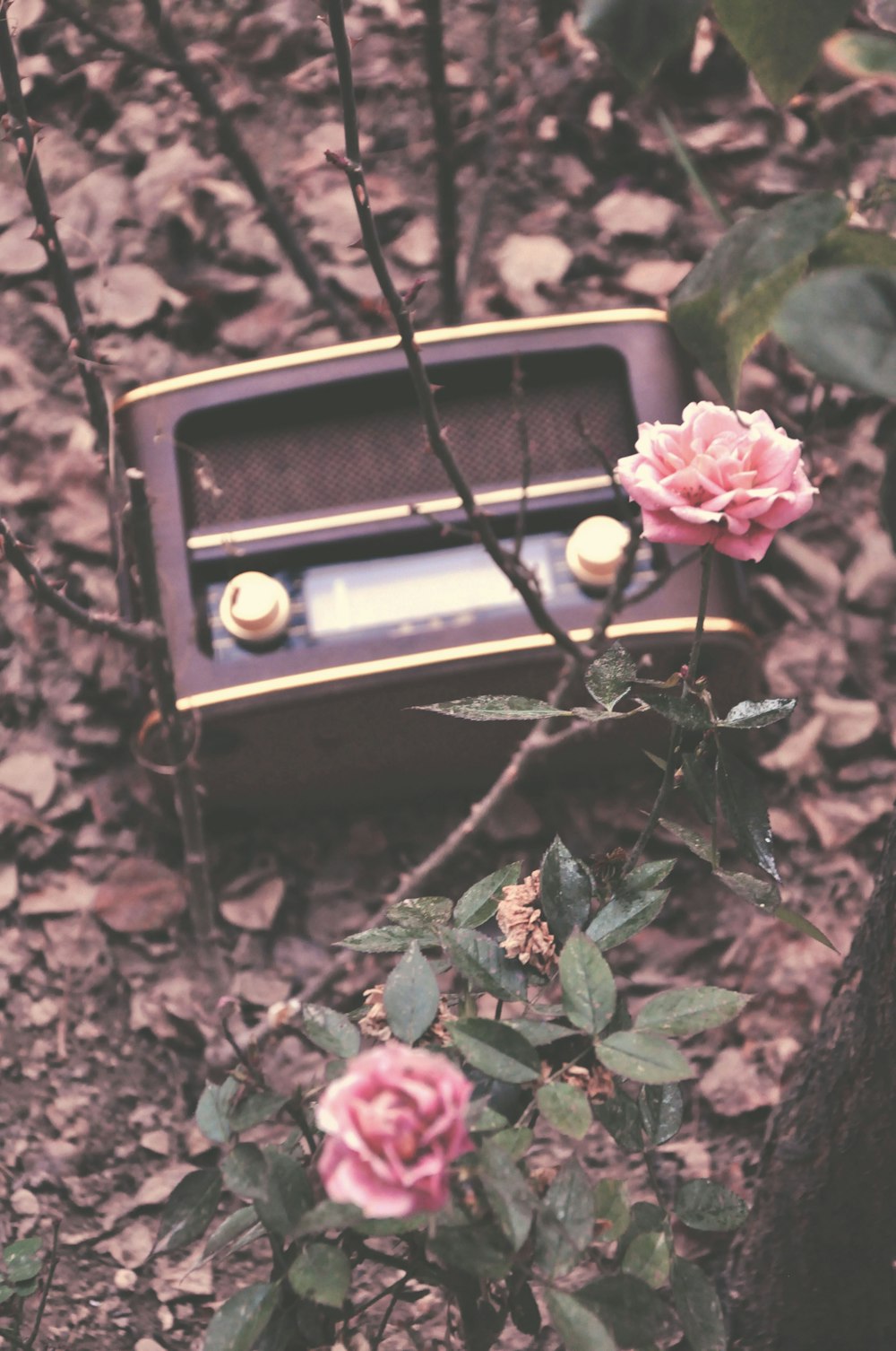 pink flowers beside brown and black radio