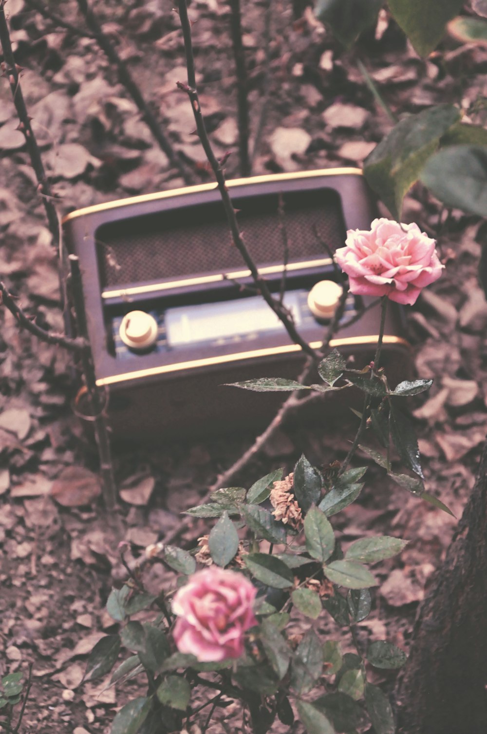 flores rosadas junto a radio marrón y negro