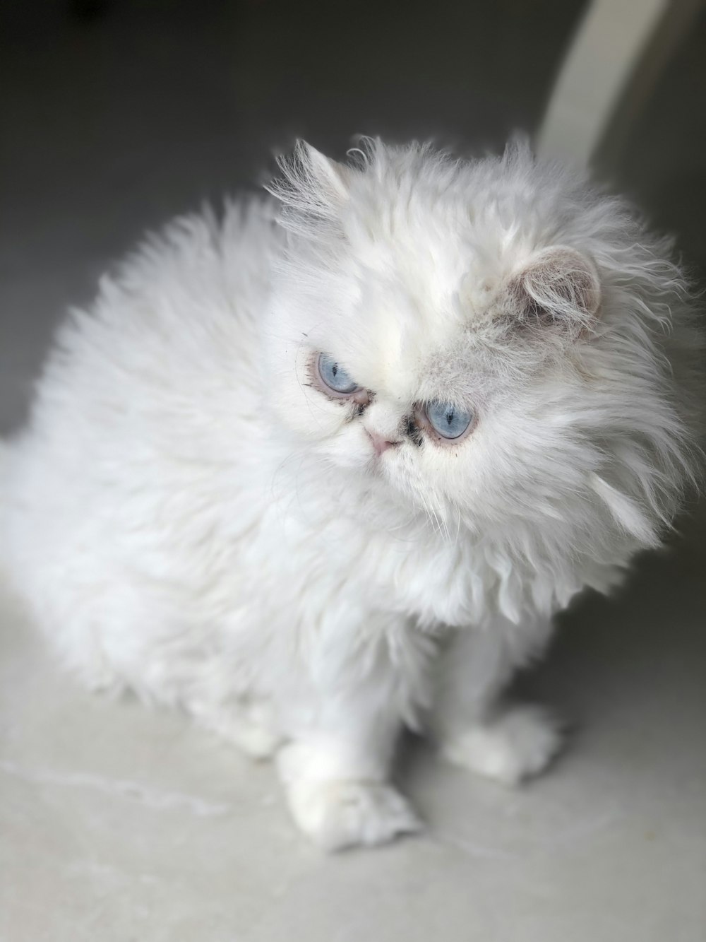 white persian cat on brown floor