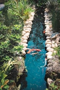 A serene garden pond surrounded by lush greenery and decorative rocks. Several colorful koi fish swim in the clear blue water.