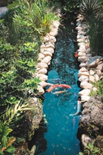 A serene koi pond surrounded by lush greenery with clear water reflecting the sky.