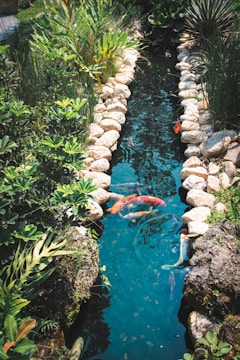 A serene garden pond surrounded by lush greenery and decorative rocks. Several colorful koi fish swim in the clear blue water.