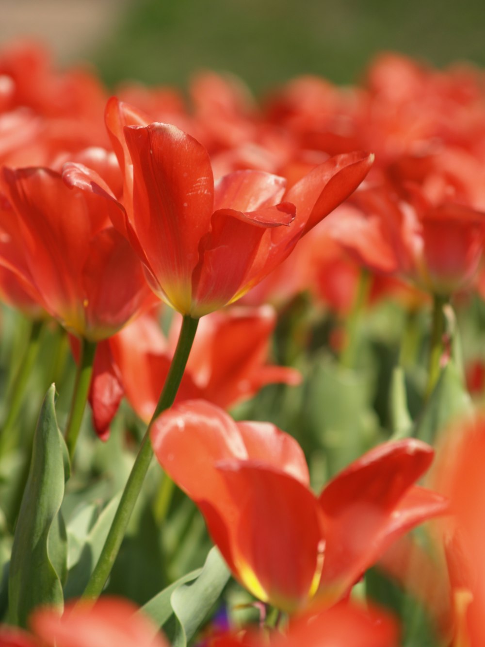 red tulips in bloom during daytime