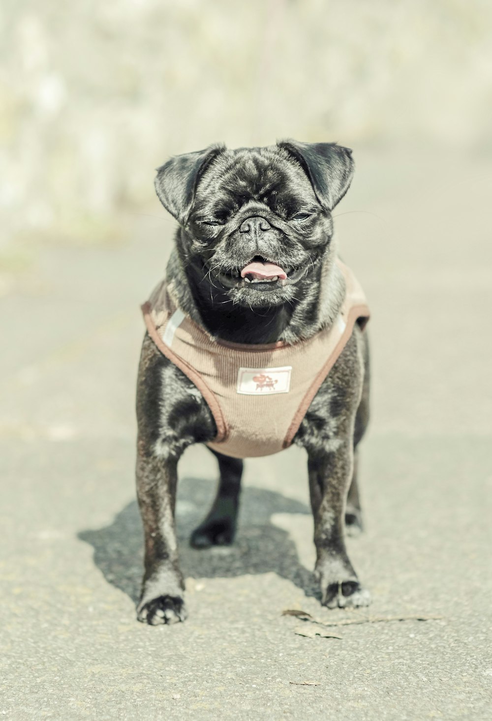 black pug with orange and black shirt