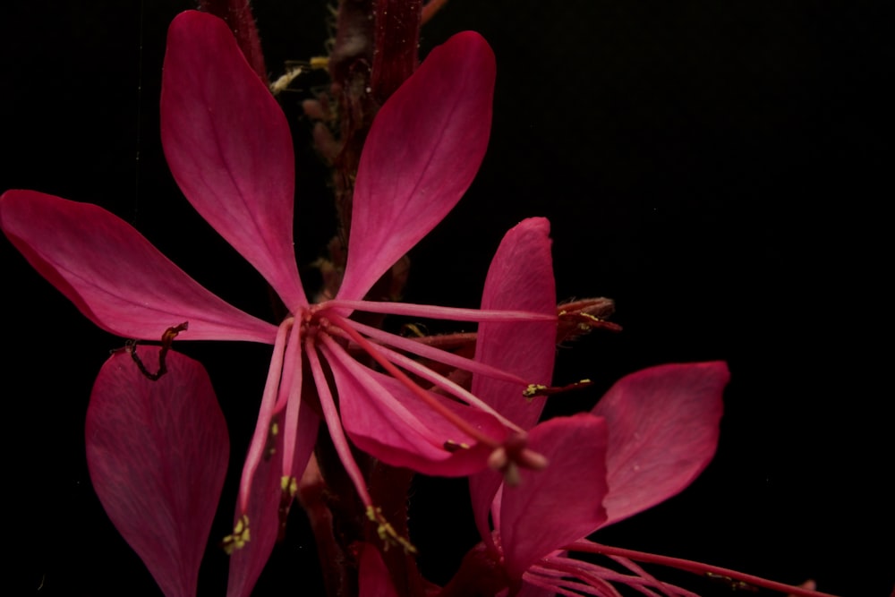 pink flower in black background