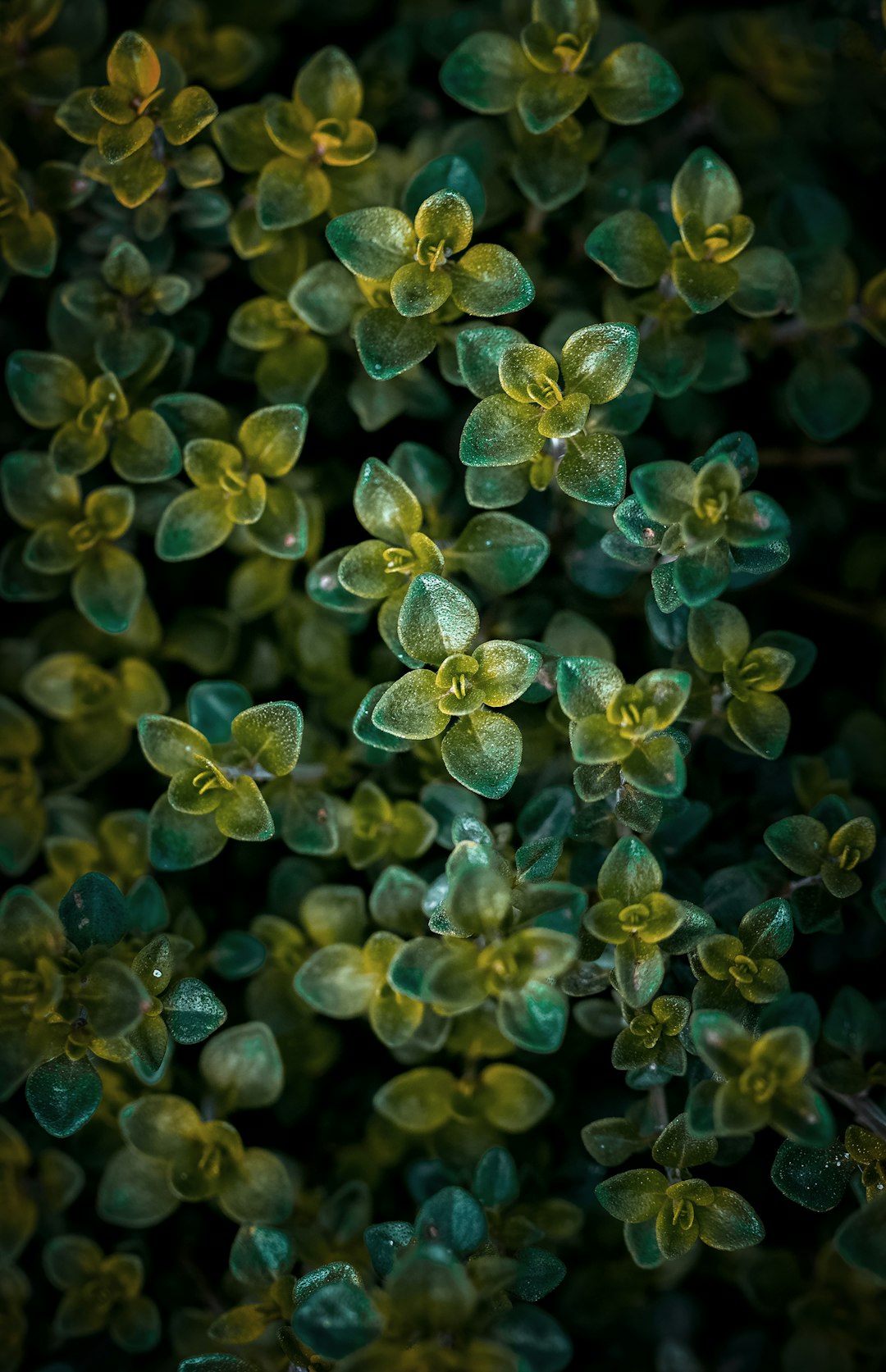 blue and white flower buds