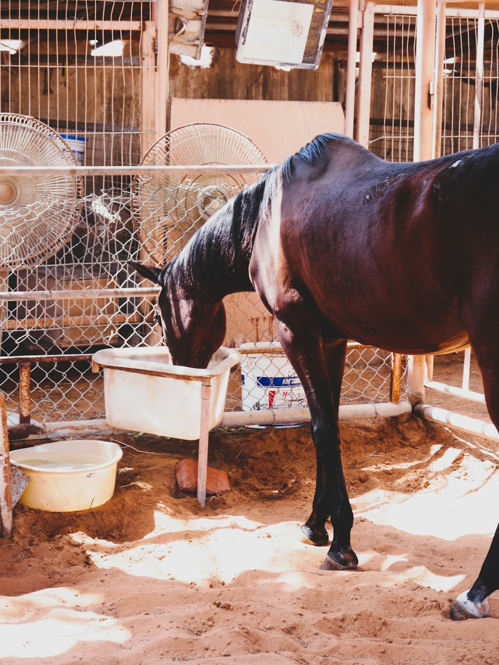 brown horse drinking water from white plastic container