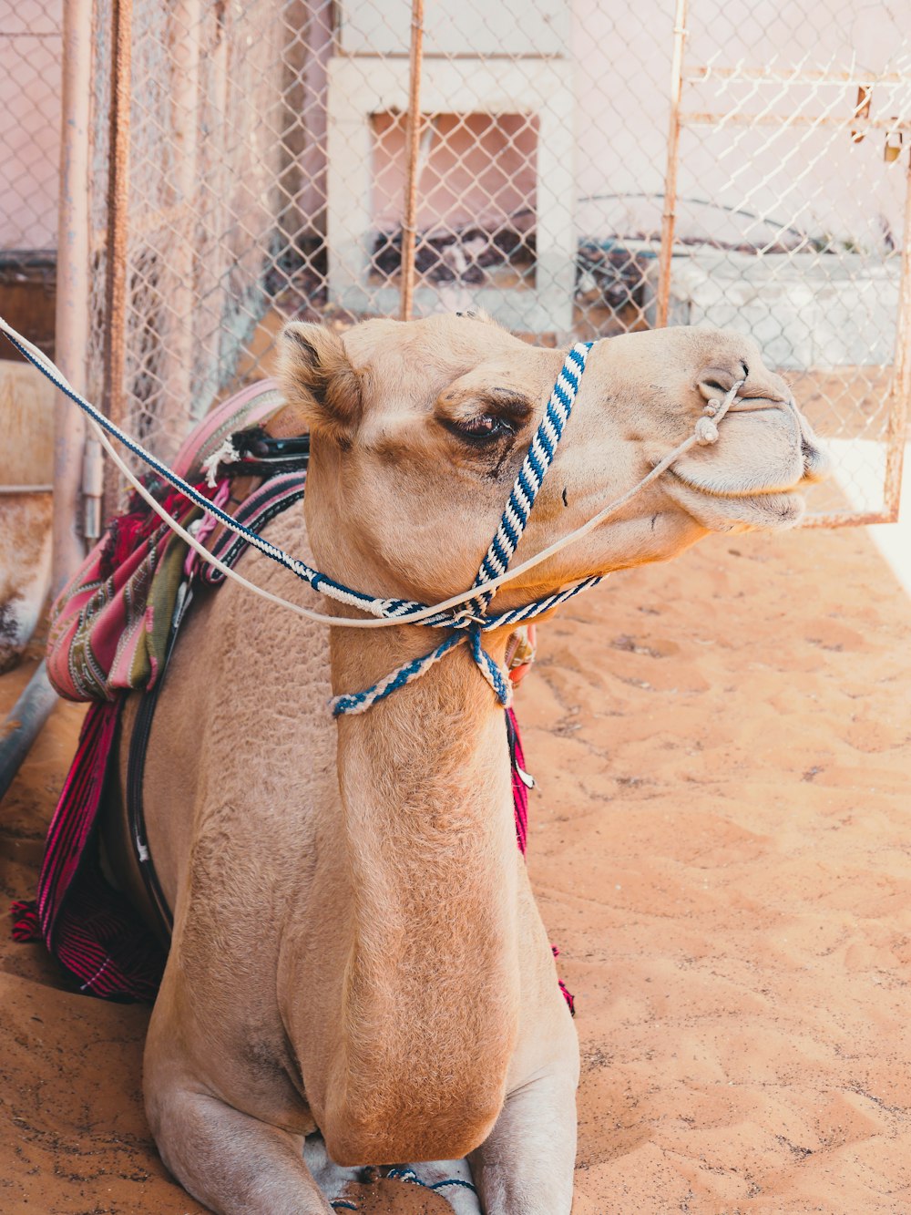 brown camel on brown sand during daytime