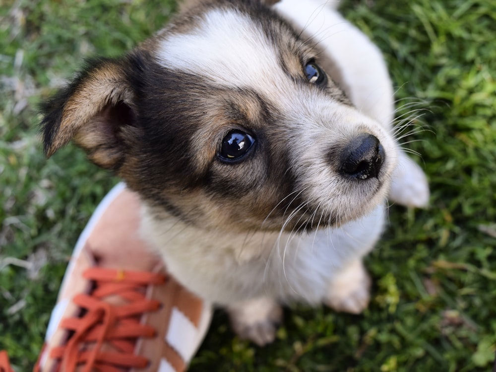 white and brown short coated puppy