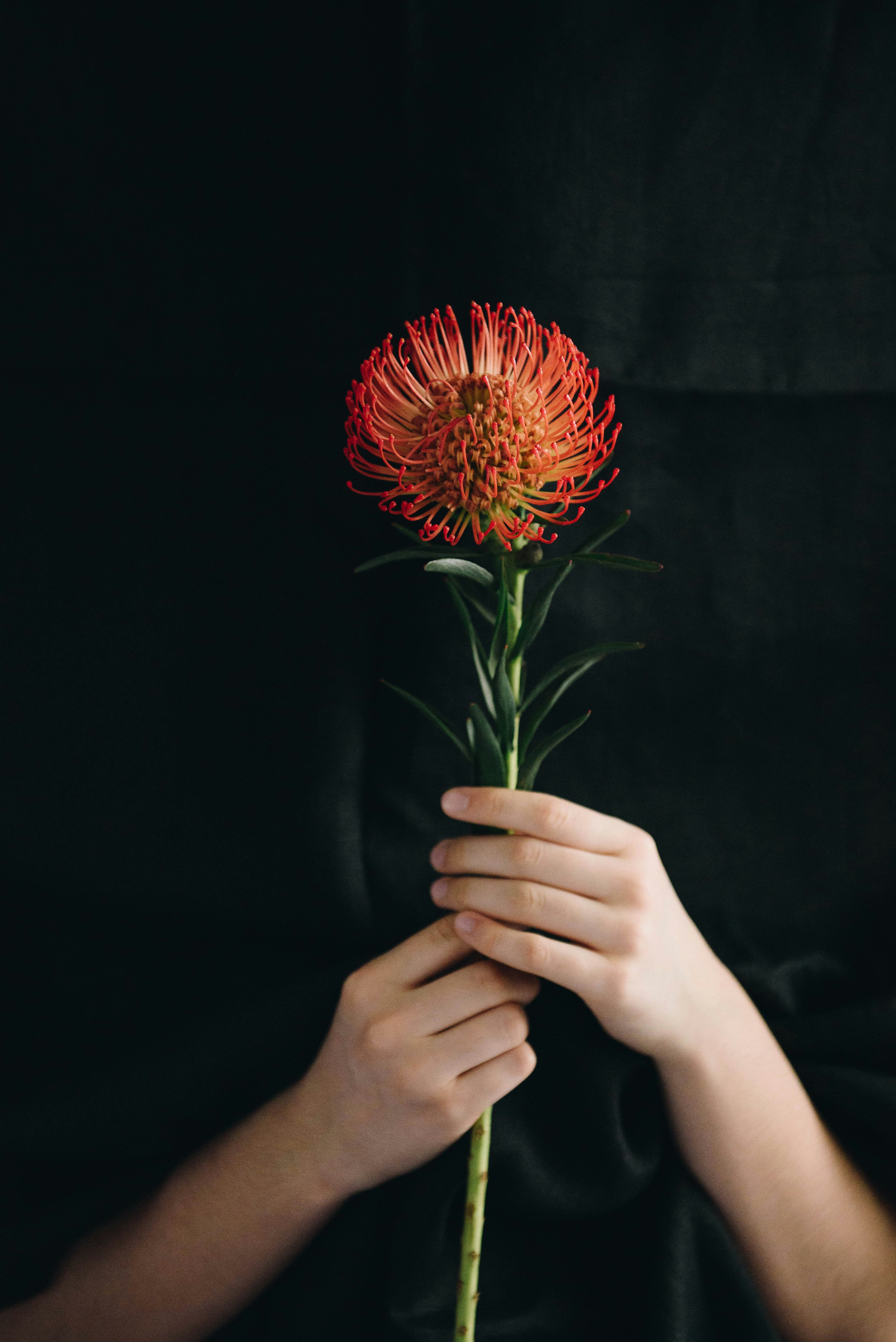 person holding red flower in close up photography