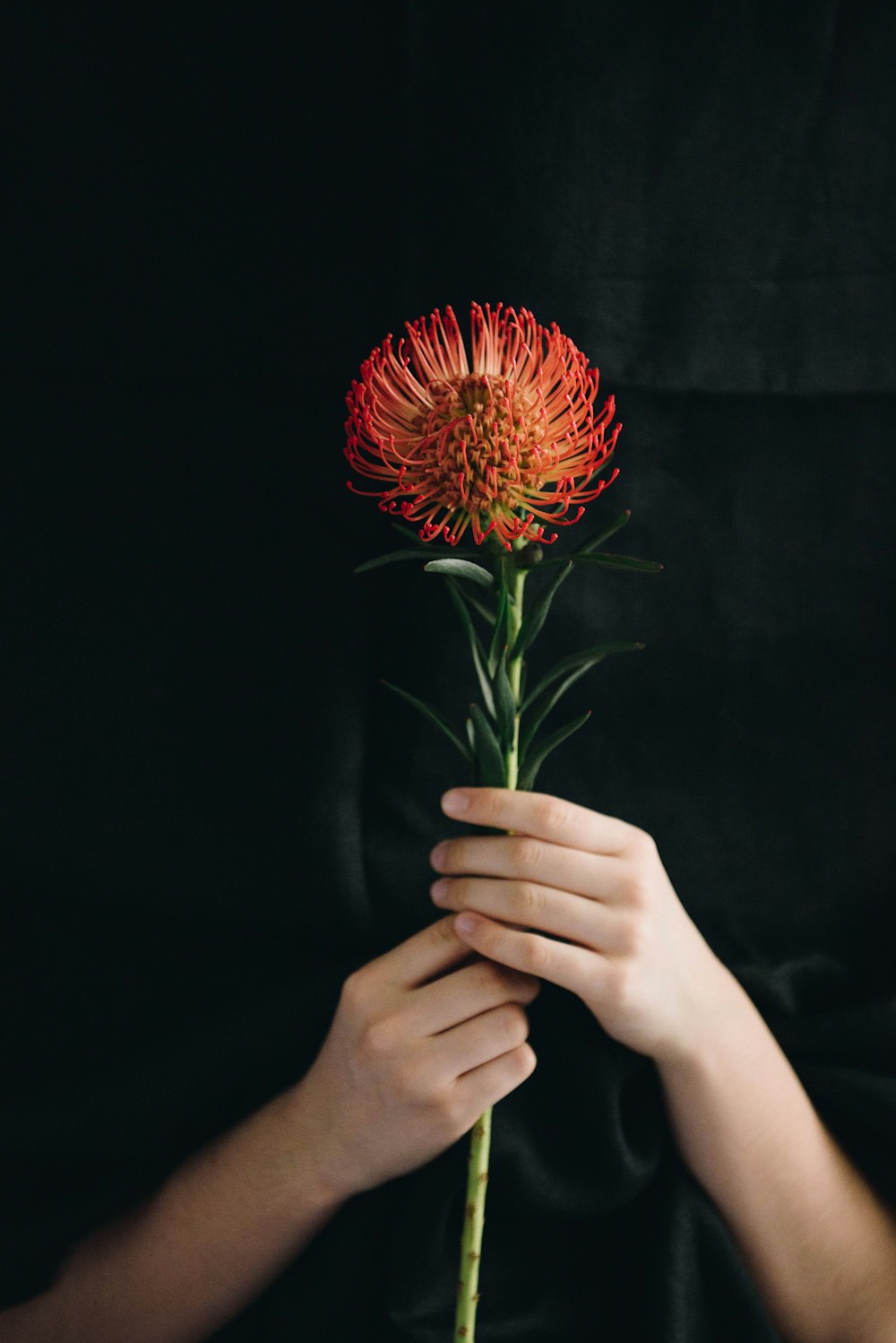 person holding red flower in close up photography
