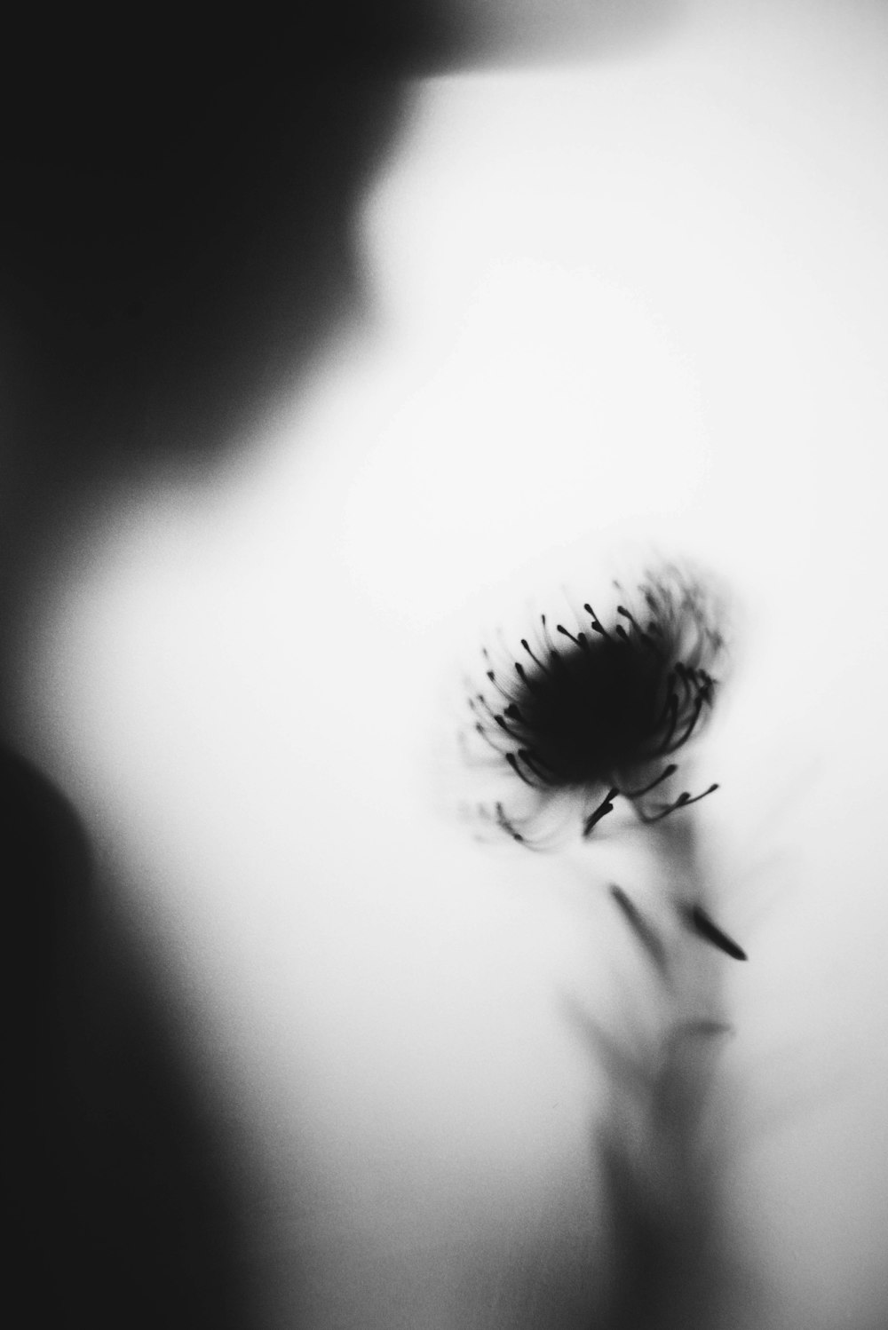 grayscale photo of dandelion flower