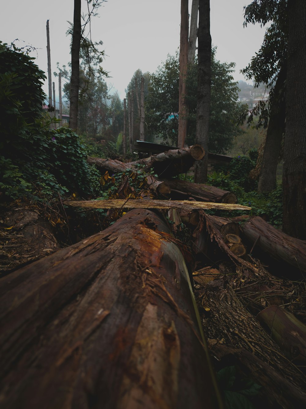 brown wood log on forest during daytime