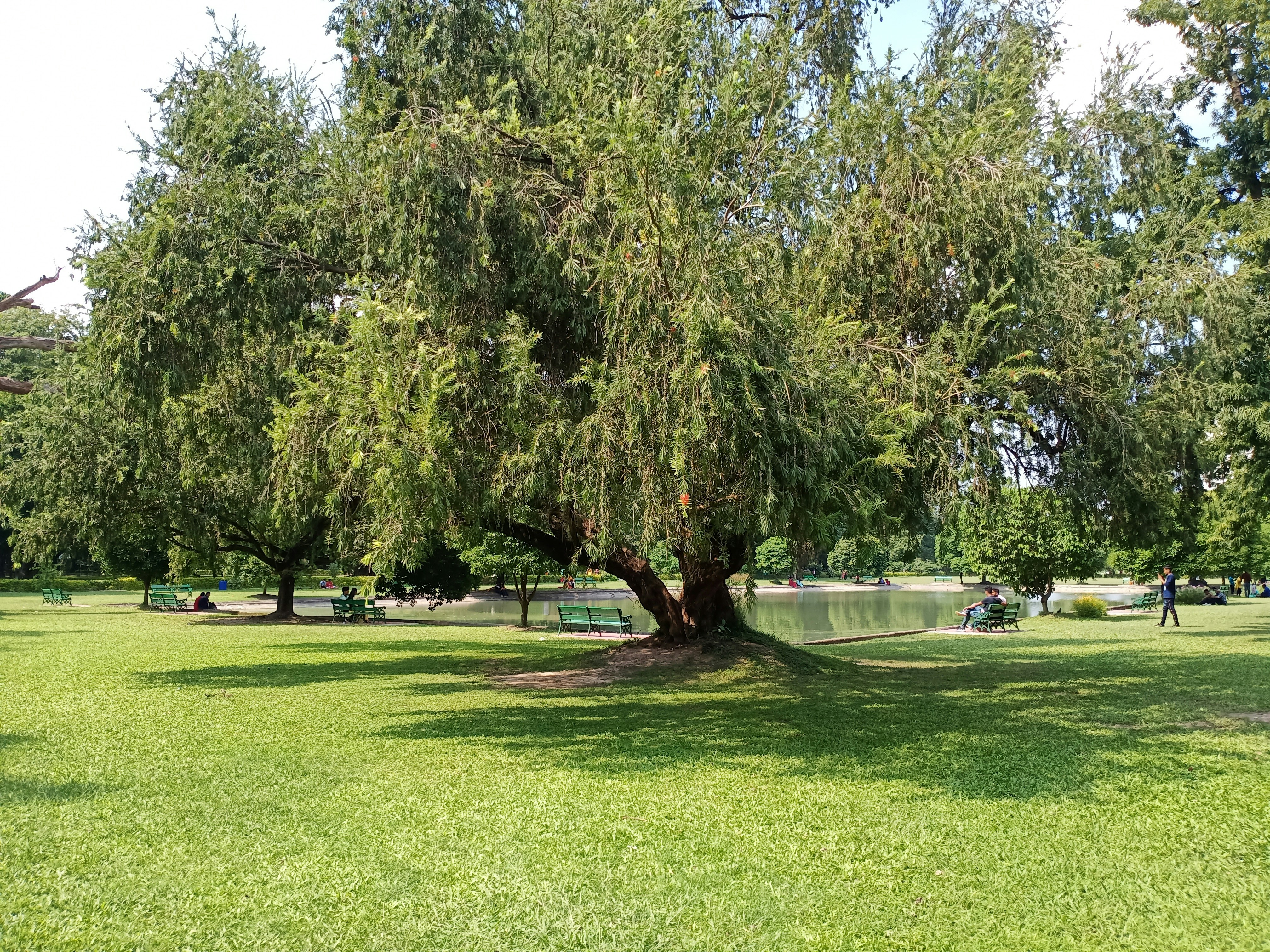 green grass field with trees during daytime