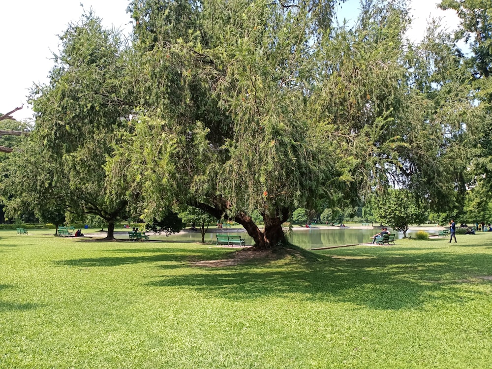 green grass field with trees during daytime