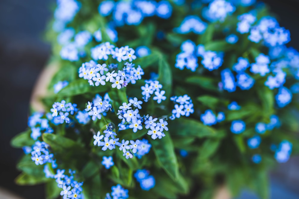 blue flowers in tilt shift lens