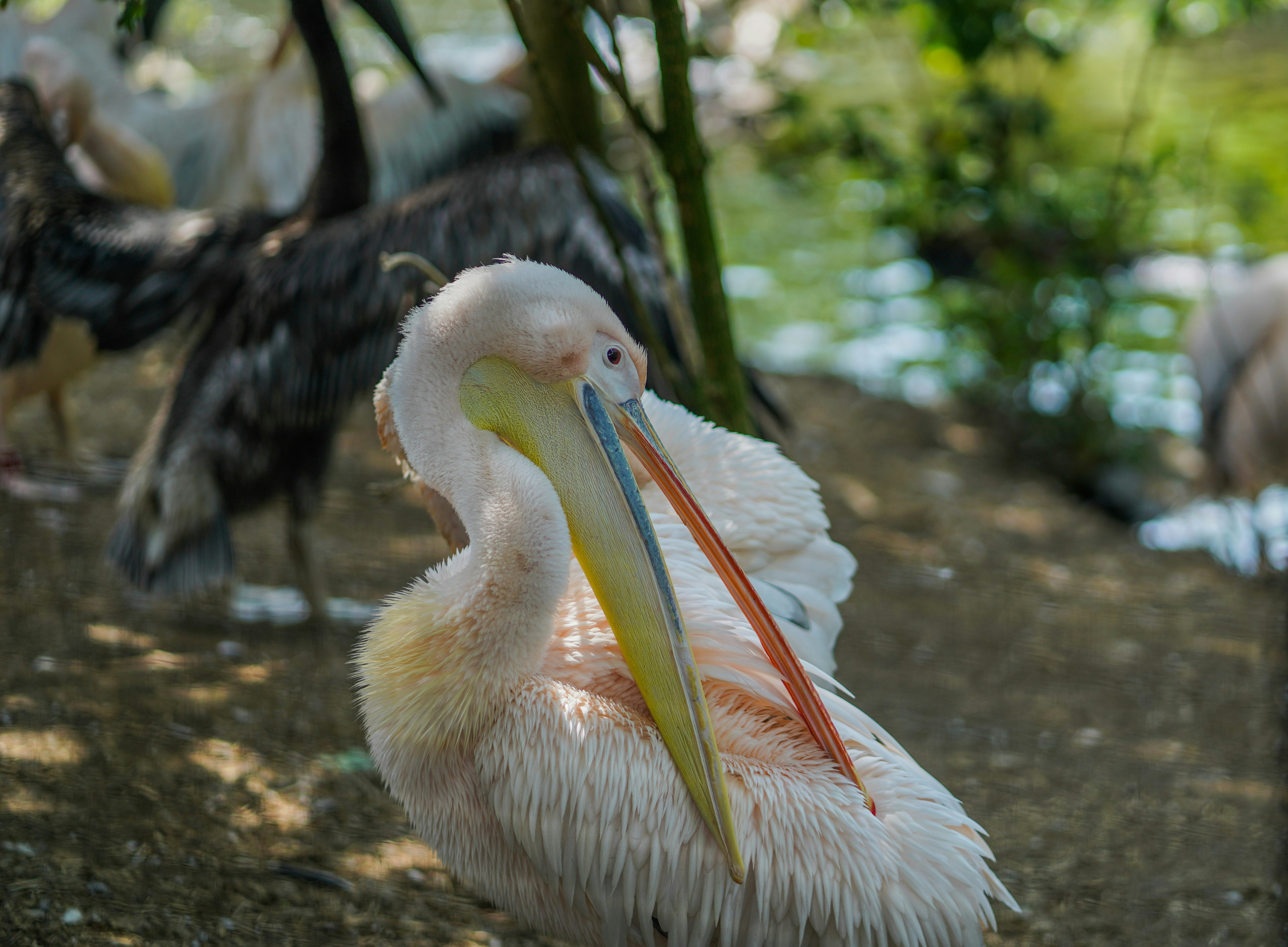 Pélican blanc sur sol brun