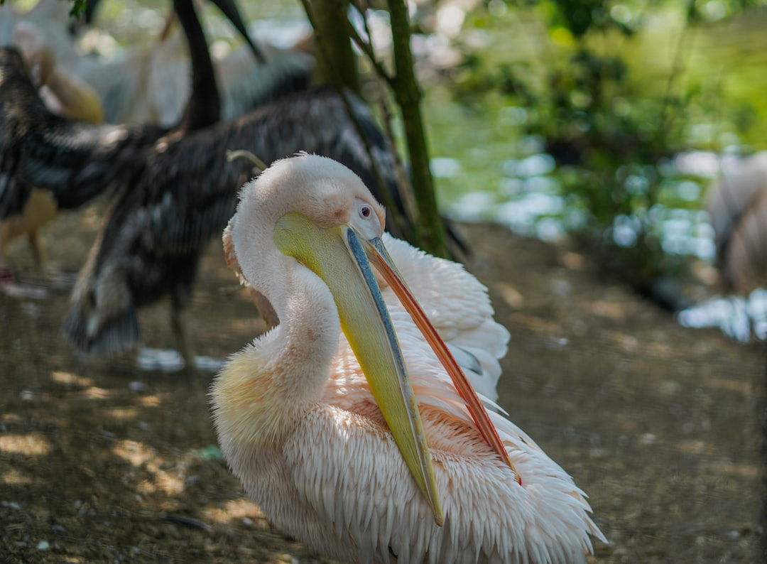 white pelican on brown soil