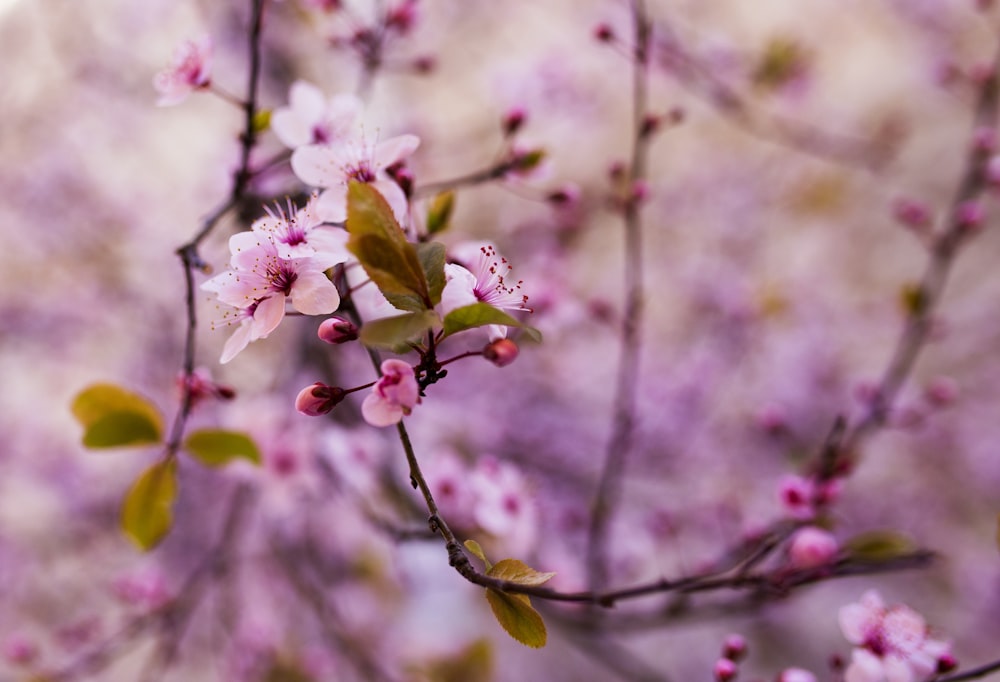 pink cherry blossom in close up photography