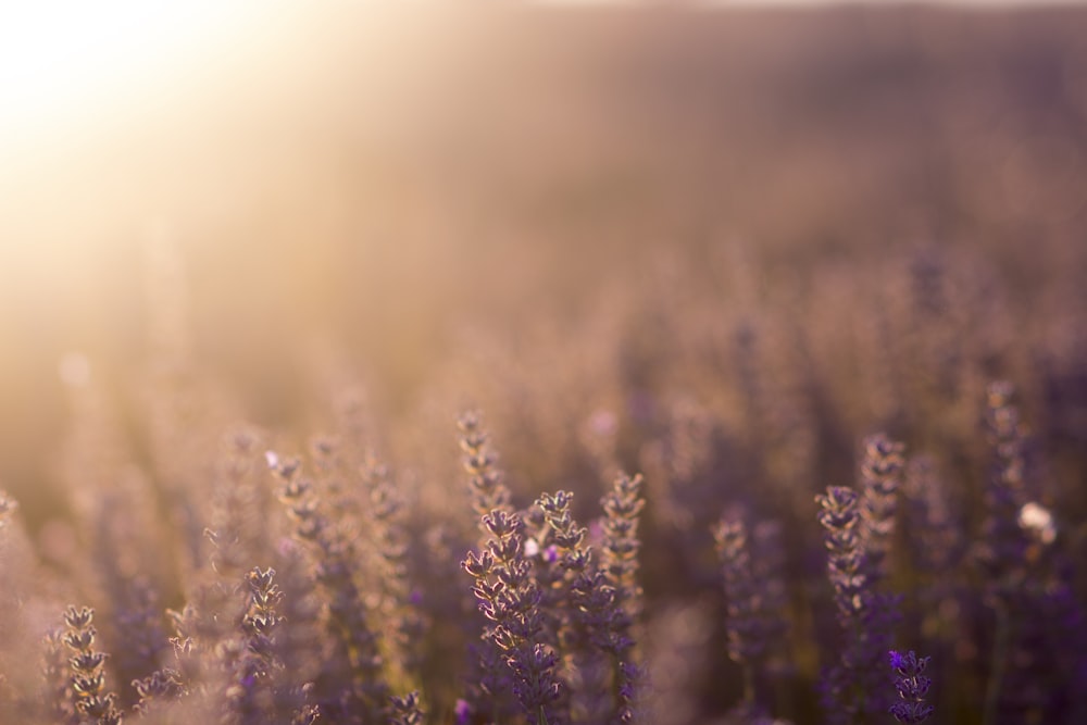 purple flowers in tilt shift lens