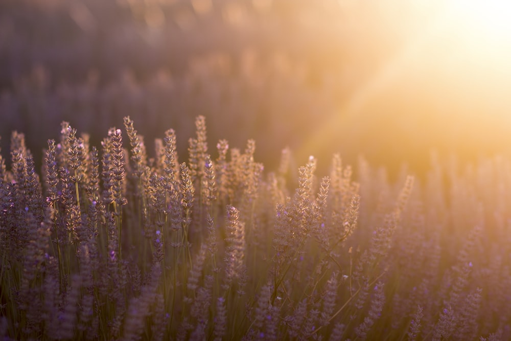 green grass field during sunset