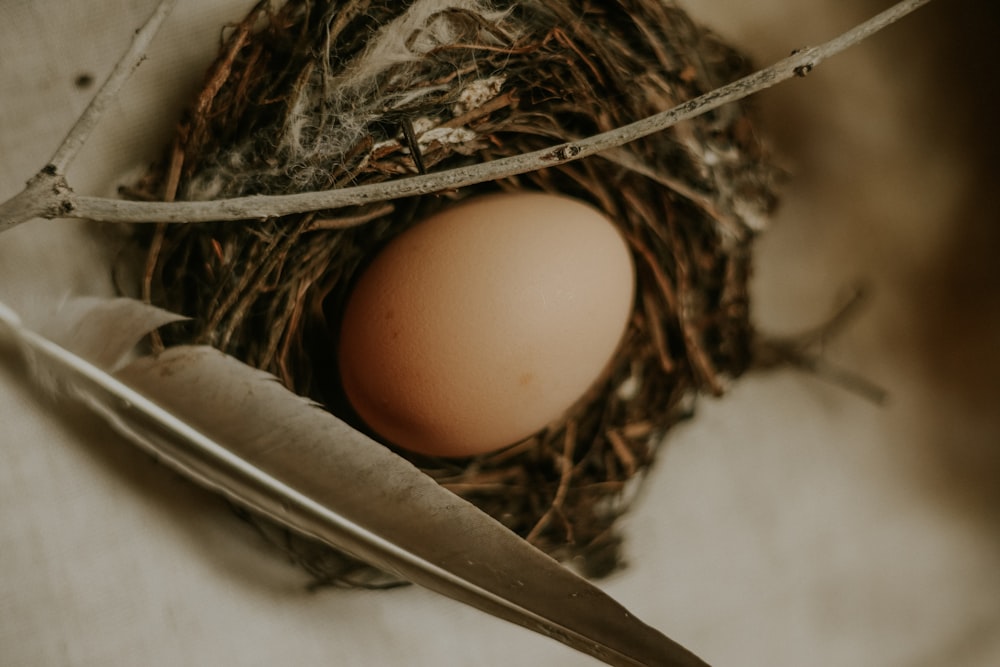 white egg on brown nest