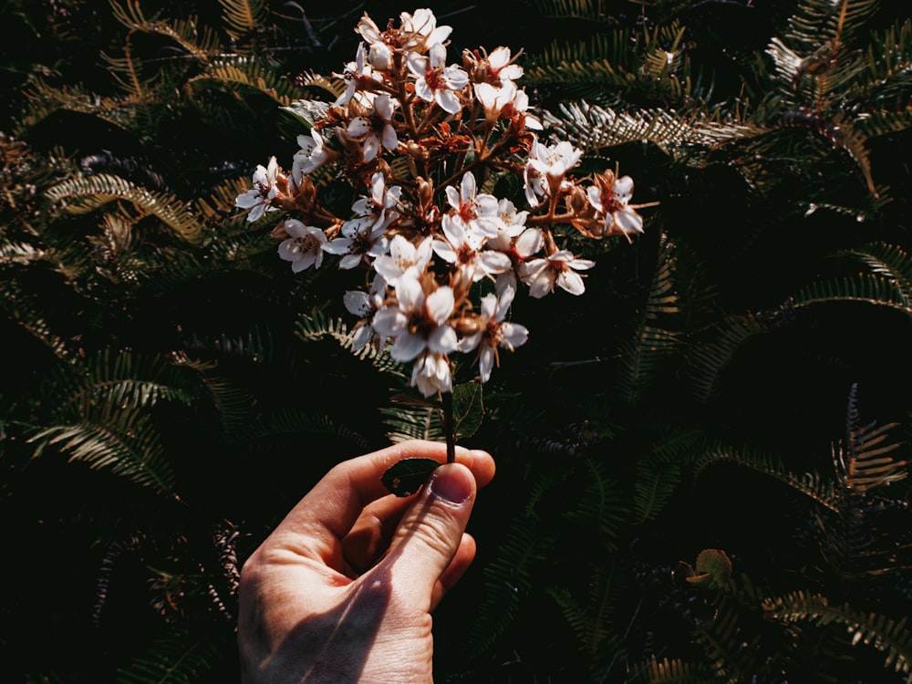 person holding white and yellow flowers