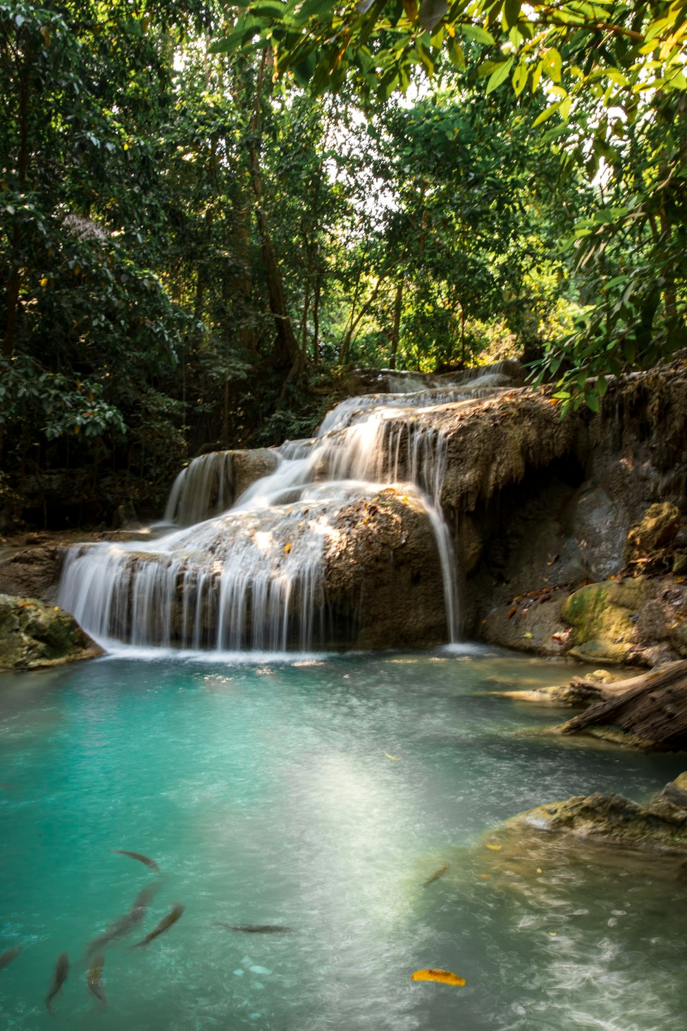 El agua cae en medio del bosque