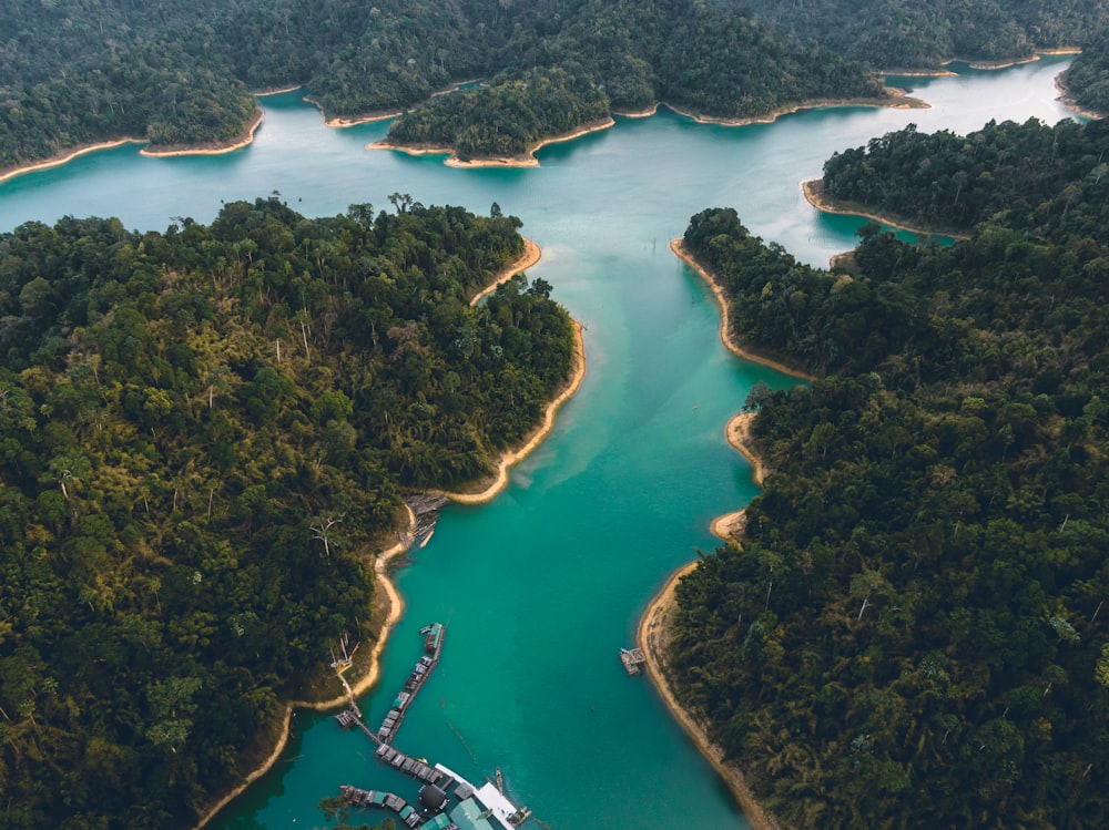 aerial view of green trees near body of water during daytime