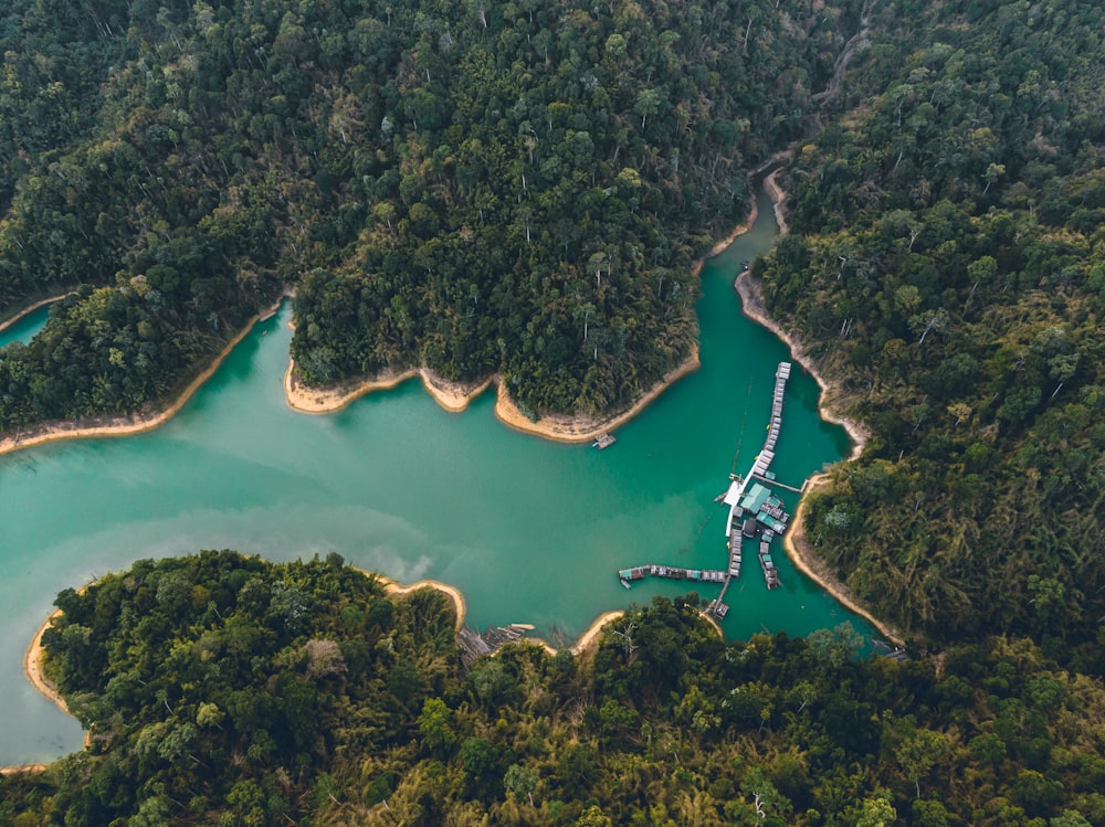 aerial view of green trees near body of water during daytime