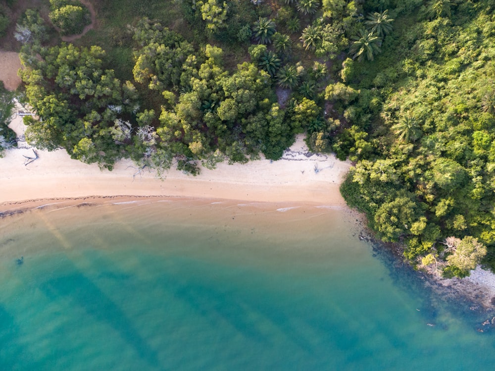 green trees beside body of water during daytime