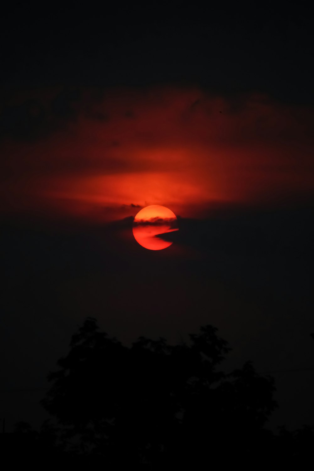 silhouette of trees during sunset