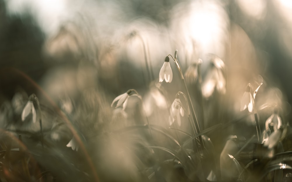 white flower buds in tilt shift lens