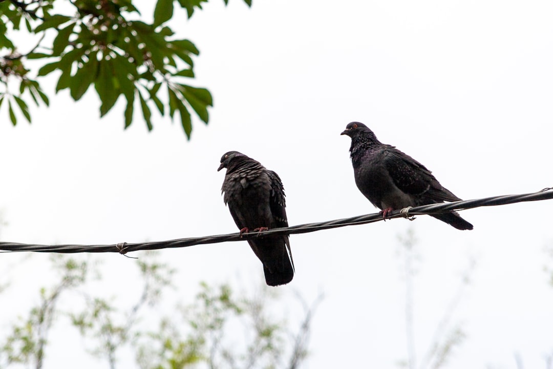 two black birds on brown tree branch during daytime