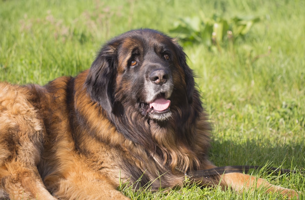 brown and black long coated dog lying on green grass during daytime
