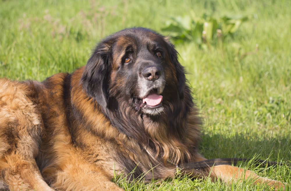 brauner und schwarzer Hund mit langer Beschichtung, der tagsüber auf grünem Gras liegt