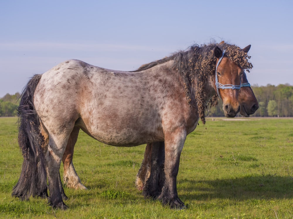 white and brown horse on green grass field during daytime