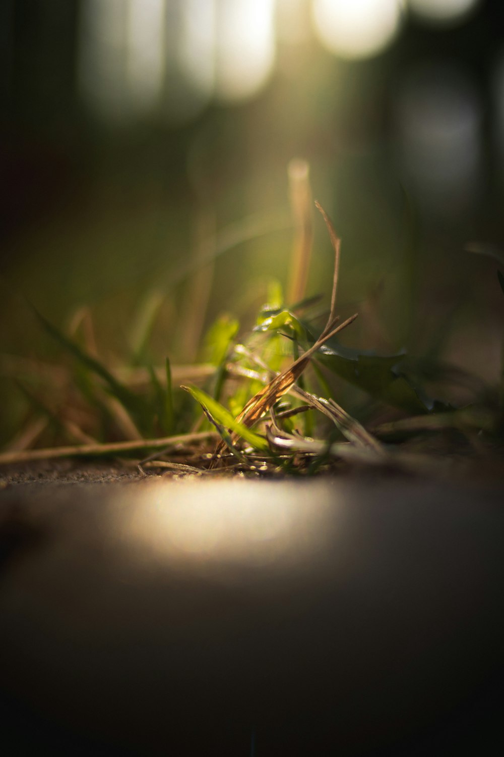 green grass in tilt shift lens