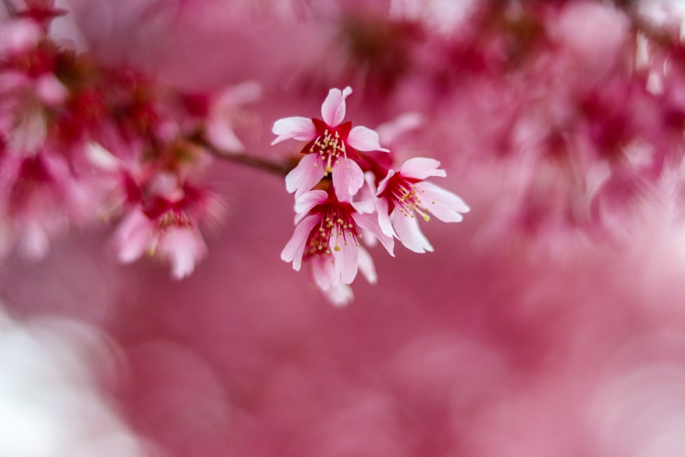 pink and white cherry blossom in close up photography