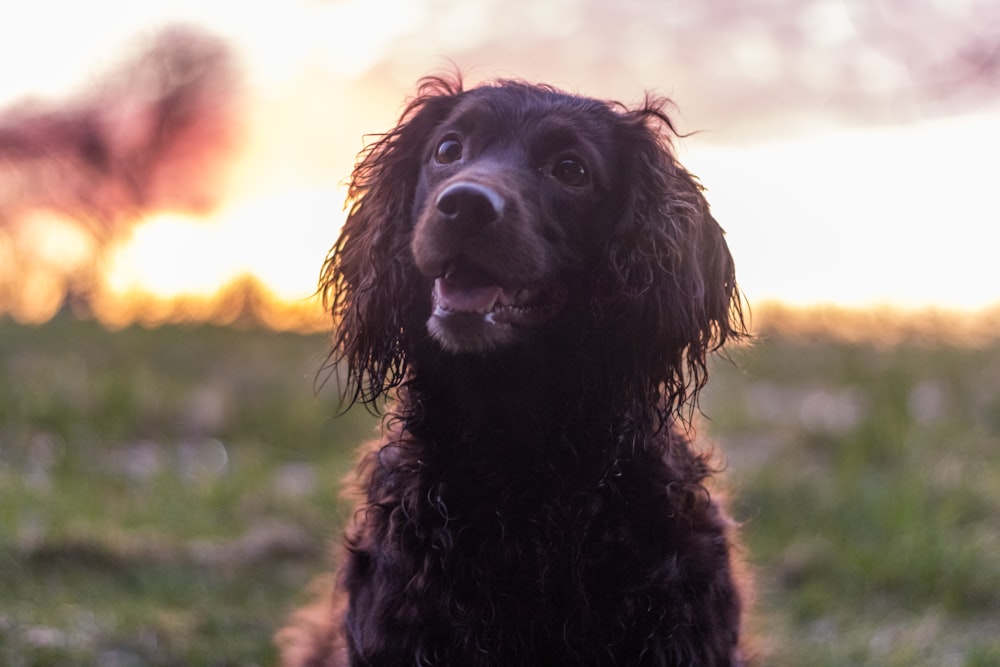 black long coated dog on green grass field during daytime