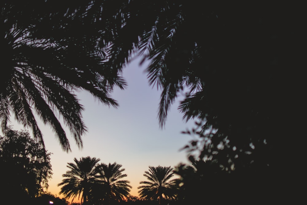 silhouette of palm trees during sunset